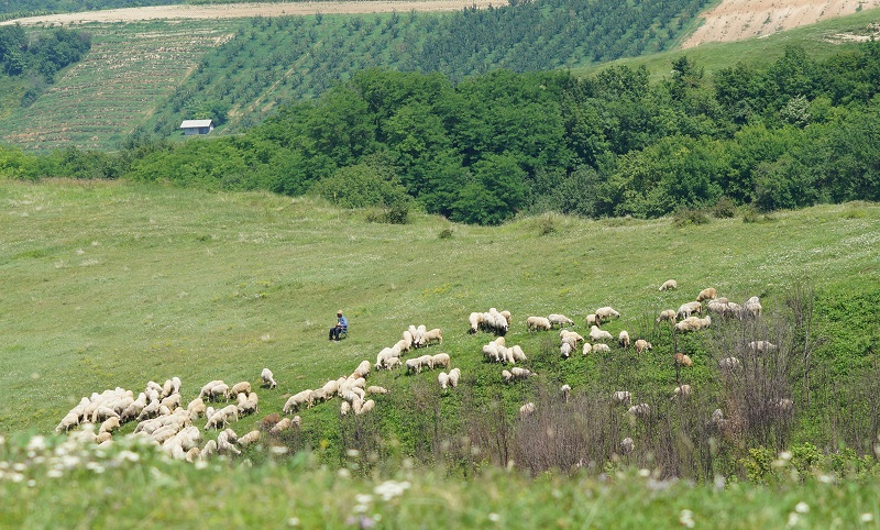 NEDOSTAJE NAM NAJMANJE 150 ČOBANA NEDOSTAJE NAM NAJMANJE 150 ČOBANA