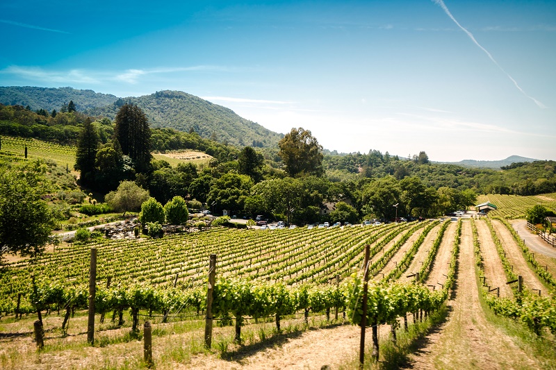 VINOGRAD NEOPHODNO UPISATI U VINOGRADARSKI REGISTAR VINOGRAD NEOPHODNO UPISATI U VINOGRADARSKI REGISTAR