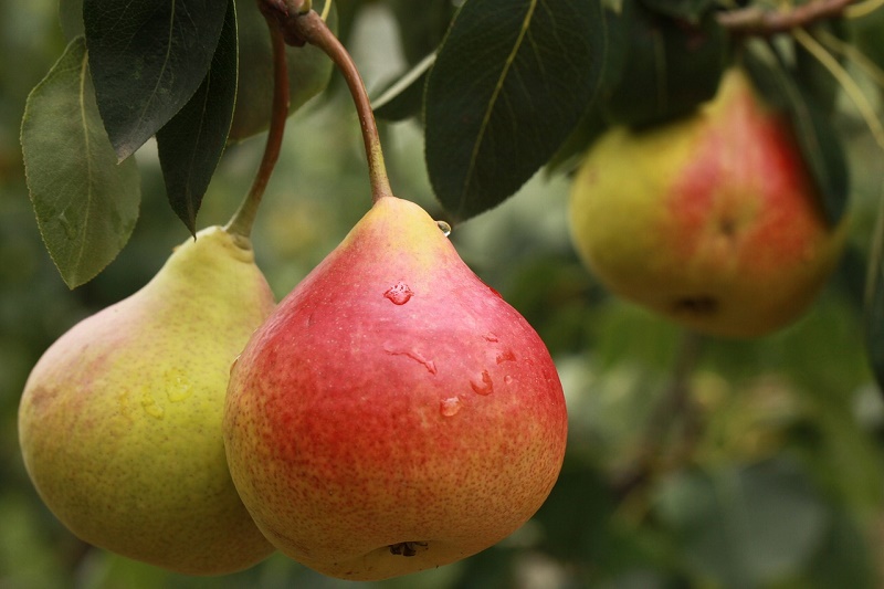 KRUŠKA PODBACILA OVE GODINE KRUŠKA PODBACILA OVE GODINE