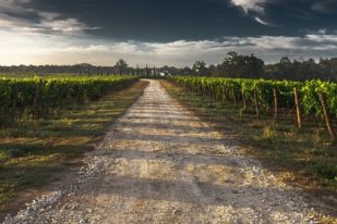 JESENJA OBRADA VINOGRADA JESENJA OBRADA VINOGRADA
