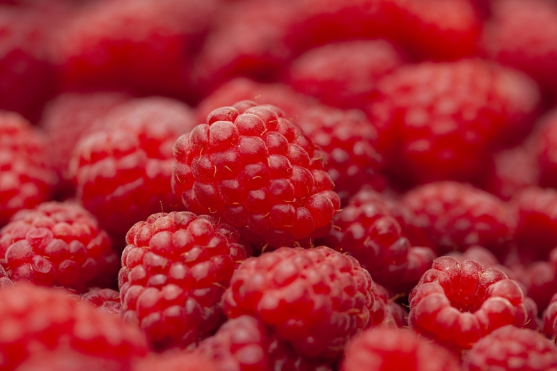 SADNJA MALINE SADNJA MALINE
